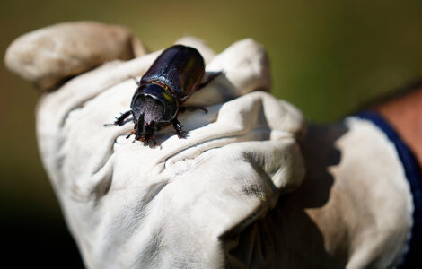 Palm-Killing Beetle Found On Molokaʻi For First Time, Rediscovered On Maui